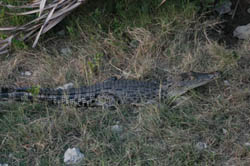 Sunderbans crocodile