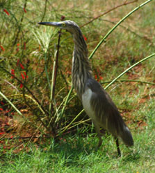 Egret