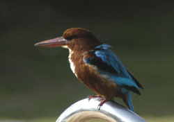 Kingfisher